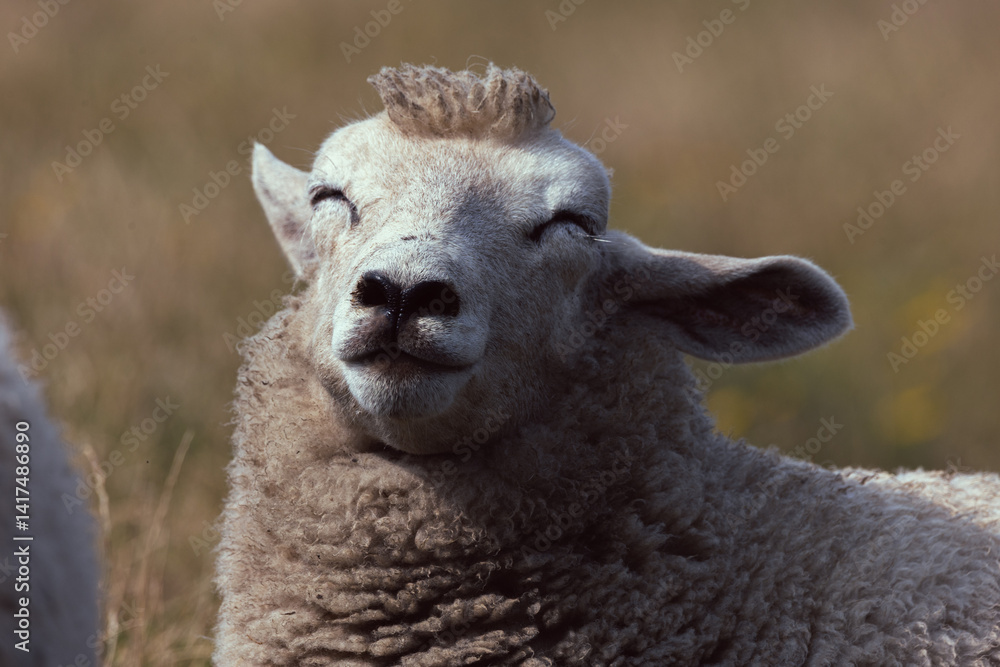 Obraz premium Smiling Close-Up of a Content Sheep