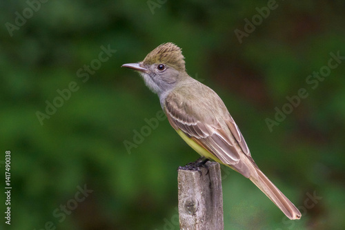 Fotografie A close up of a Great Crested Flycatcher perched on the tip of a fence post