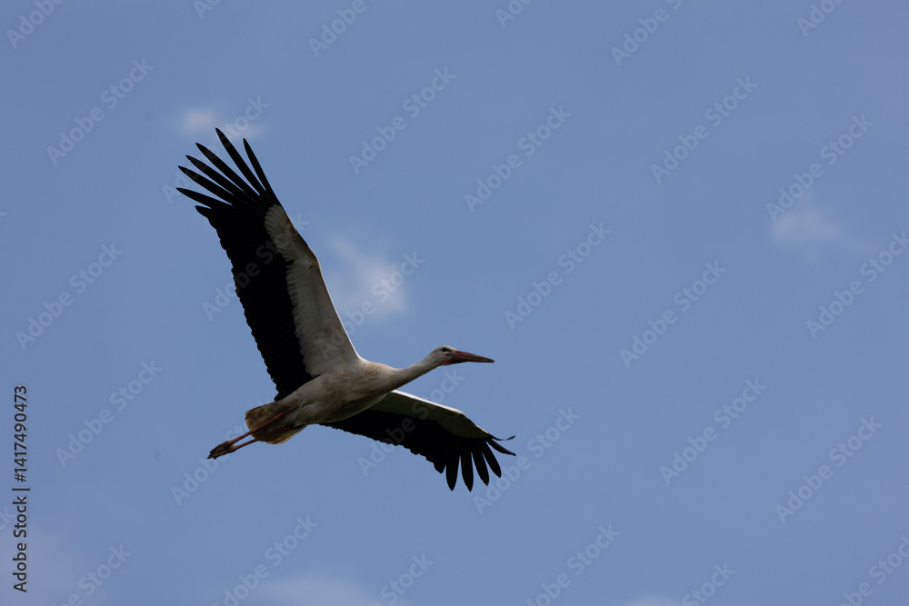 Obraz premium White Stork Soaring Through a Clear Blue Sky