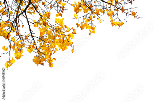 Autumn leaves isolate on transparent background.