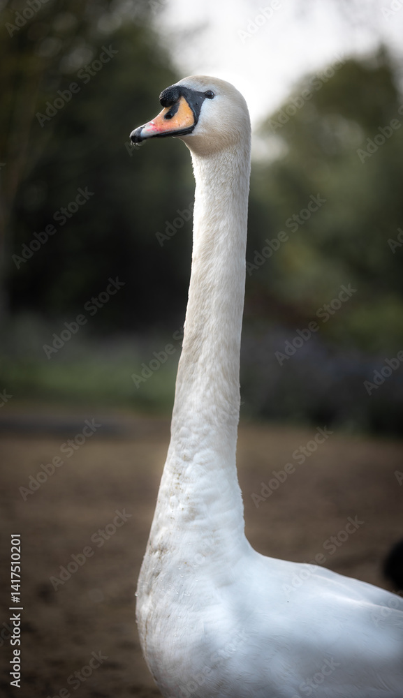 Fototapeta premium Elegant Mute Swan Portrait