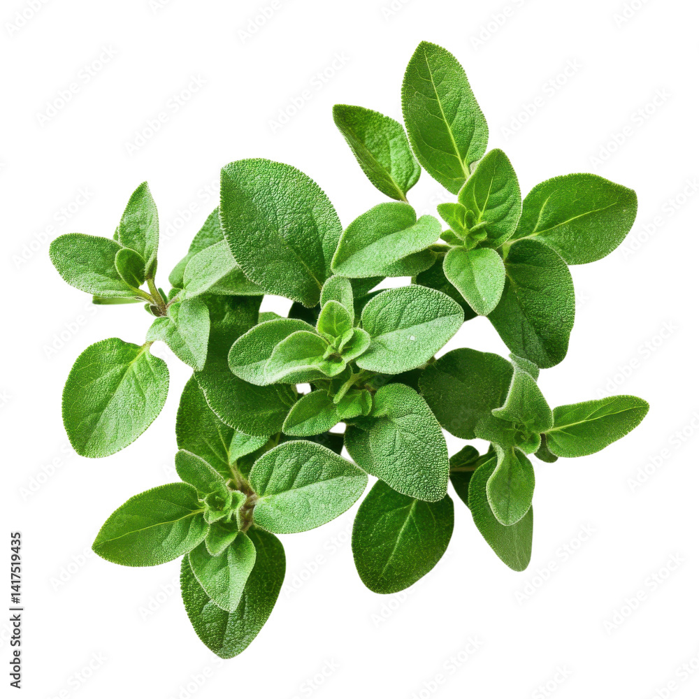 Fototapeta premium Fresh oregano close up on transparent background