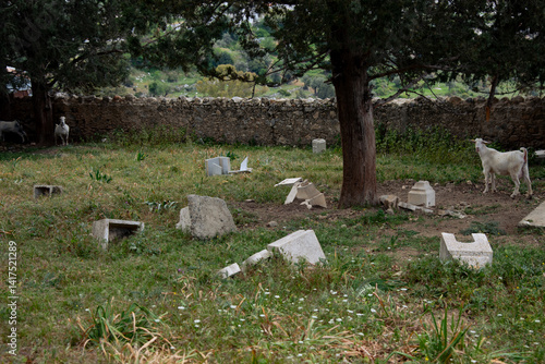 Goats graze among broken tombstones in a damaged christian cemetery