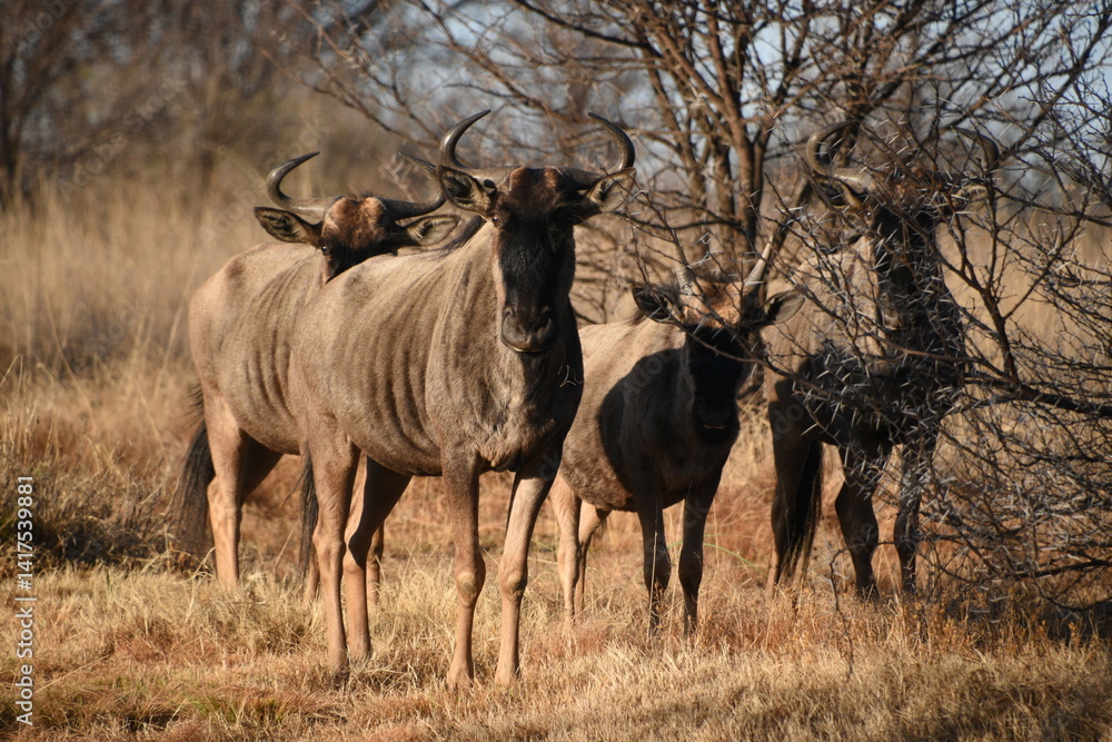 Grazing Wildebeest in African Savannah with Dry Vegetation and Blue Sky Grazing Wildebeest in African Savannah with Dry Vegetation and Blue Sky