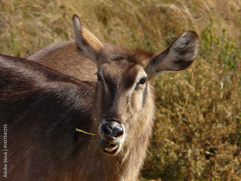 A close view of an antelope chewing on grass in an outdoor natural environment A close view of an antelope chewing on grass in an outdoor natural environment