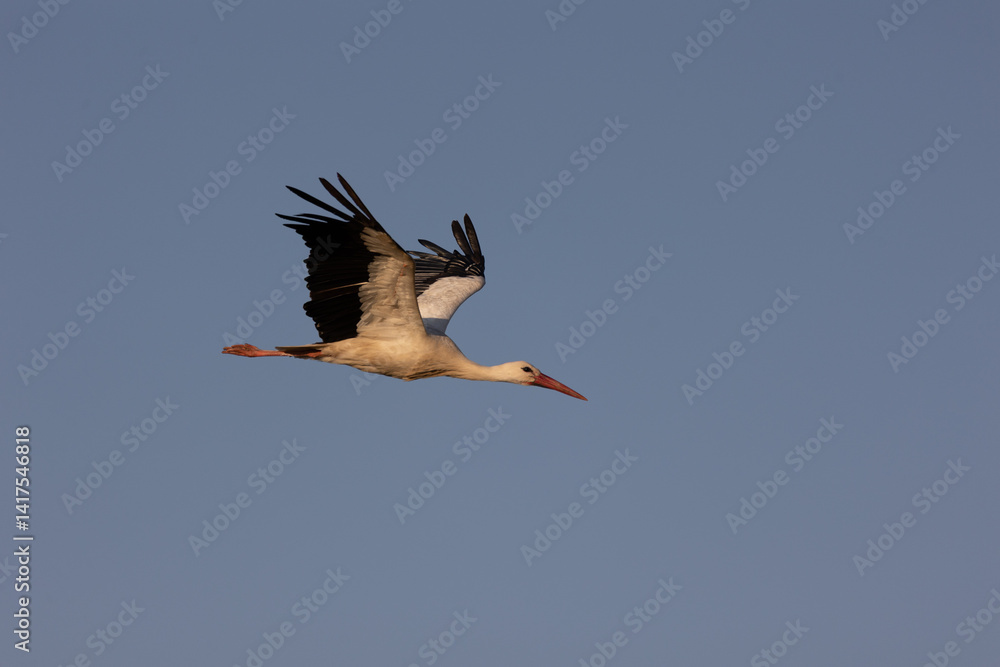 White Stork Flying in a Clear Sky White Stork Flying in a Clear Sky