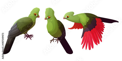 vector Tauraco schalowi birds animal clip art isolated on transparent background. Hand drown design element. 