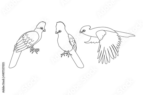 vector Tauraco schalowi birds animal. Cartoon black and white clip art isolated on transparent background. Hand drown design element. Coloring book page
