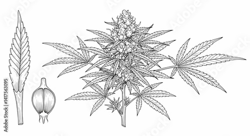 Artistic Cannabis Depictions: Watercolor, Line Art, Digital Paintings & Botanical Accuracy

