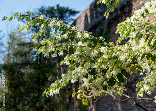 Loropetalum chinense, is a shrub or small tree in the witch-hazel family, Hamamelidaceae. Springtime white blooming.. photo