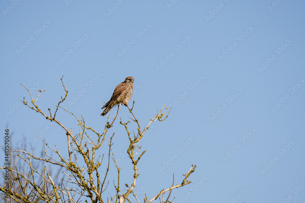 a kestrel (Falco tinnunculus) bird raptor sitting atop a winter tree