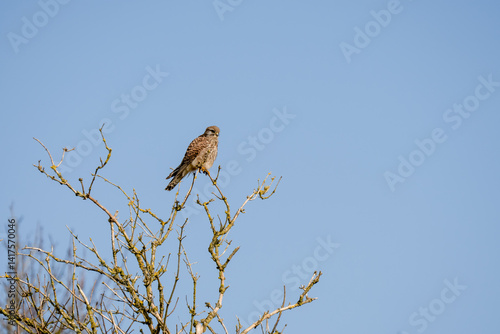 Obraz na płótnie a kestrel (Falco tinnunculus) bird raptor sitting atop a winter tree w salonie