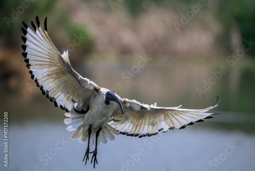 Canvastavla a sacred ibis with its wings stretched about to land
