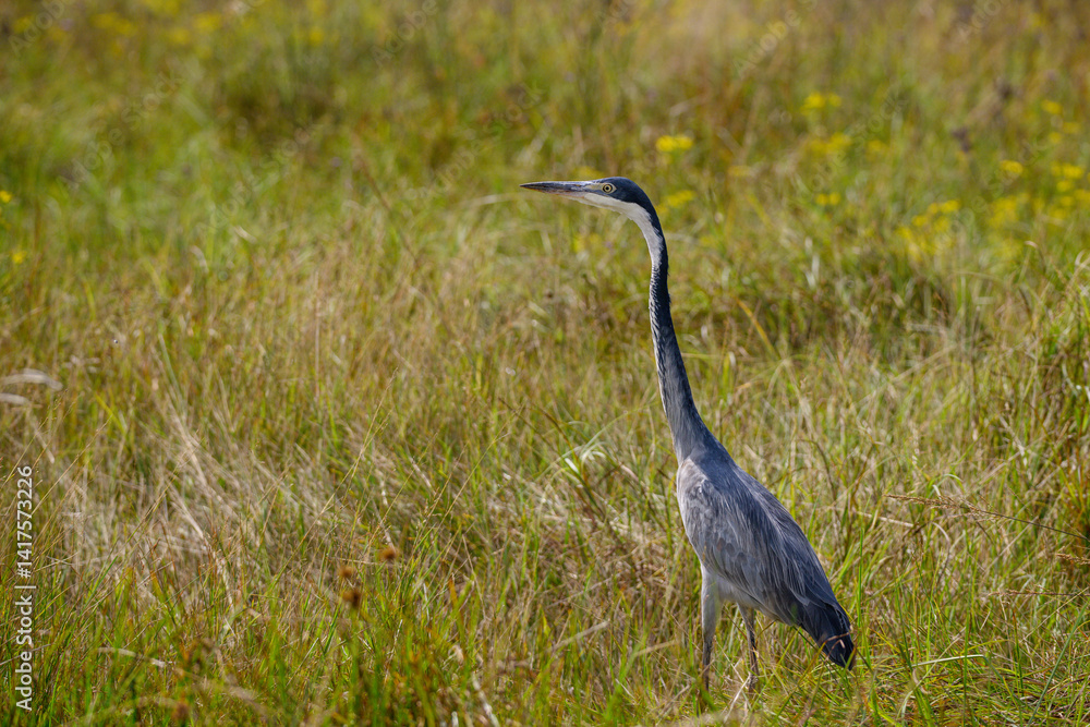 Fototapeta premium A Black-headed heron hunting in tall grass