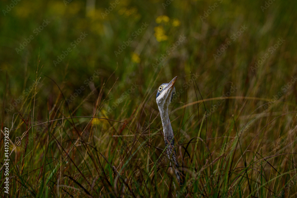 frontal view of a Black-headed herons' head through tall green grass frontal view of a Black-headed herons' head through tall green grass