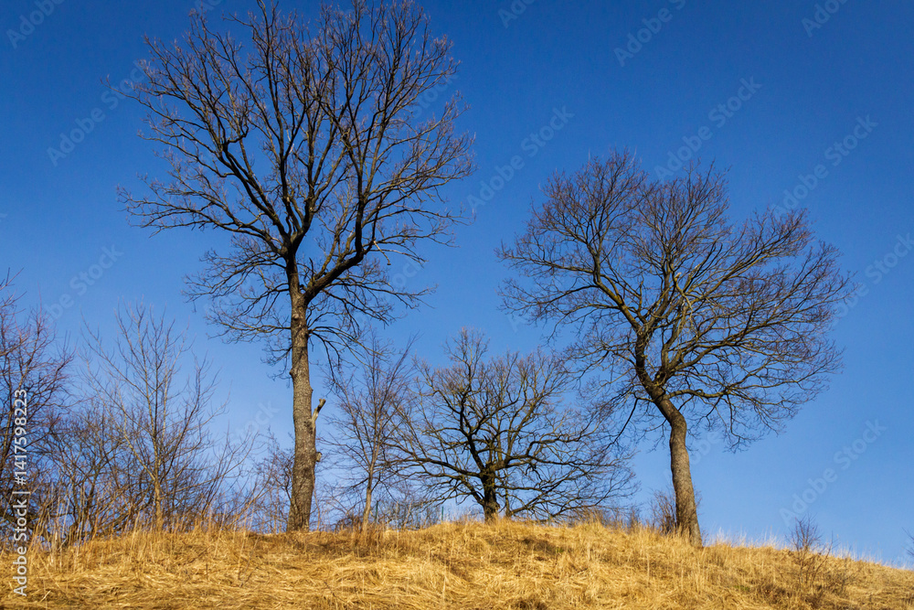 Oak tree branches with no leaves against blue sky. Silhouette of oak tree branches Oak tree branches with no leaves against blue sky. Silhouette of oak tree branches