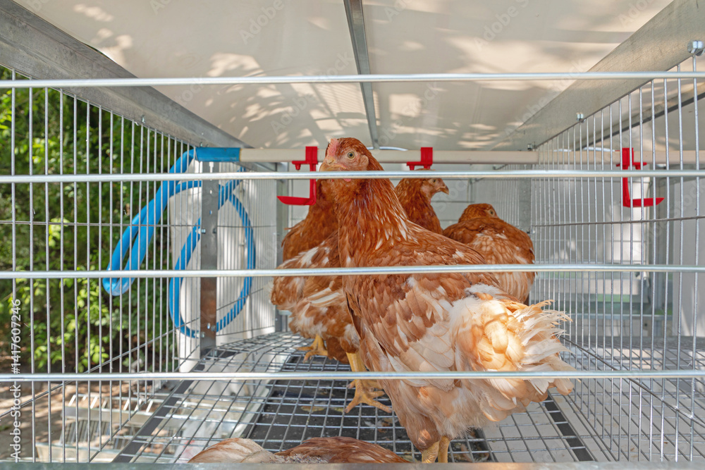 Brown Chickens in Wire Cage With Automatic Water Pipe Poultry Farm