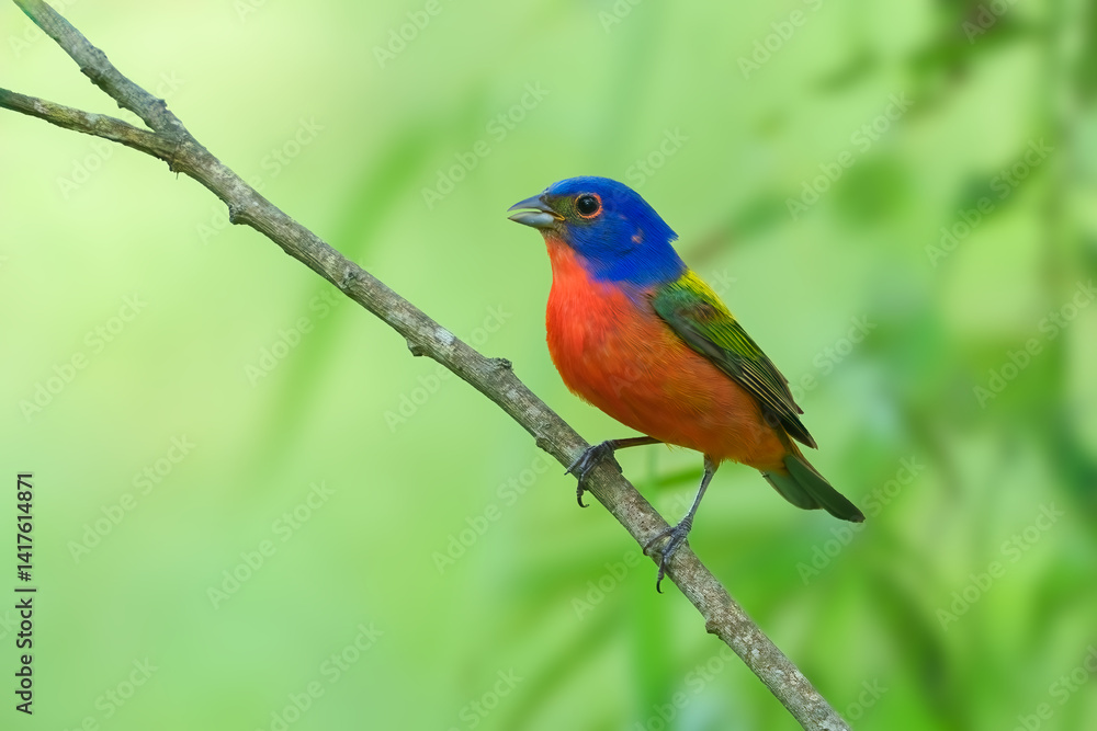 Painted Bunting Painted Bunting