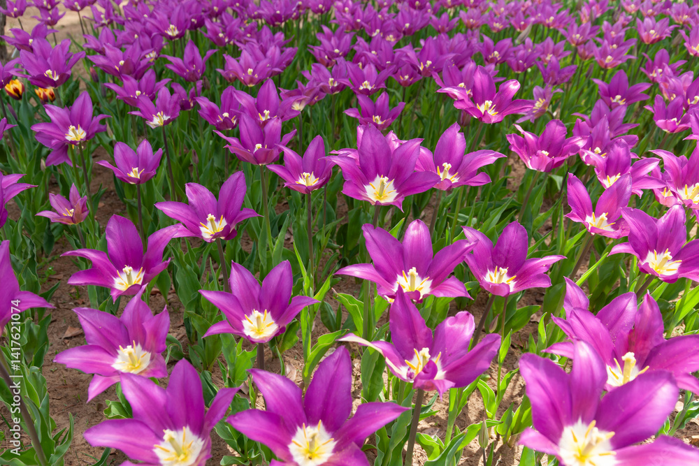 Naklejka premium 満開のチューリップ花壇