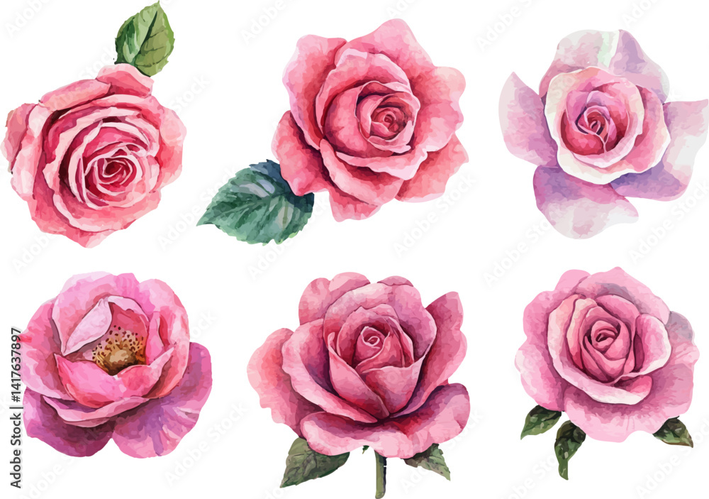 set of pink roses isolated set of pink roses isolated