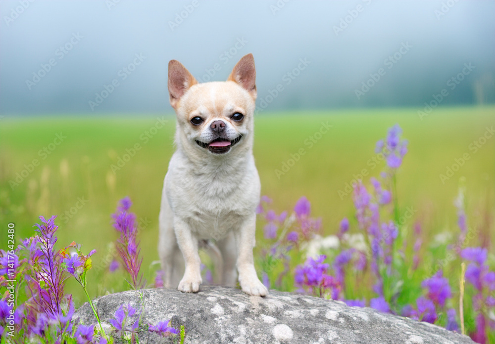 chihuahua in nature