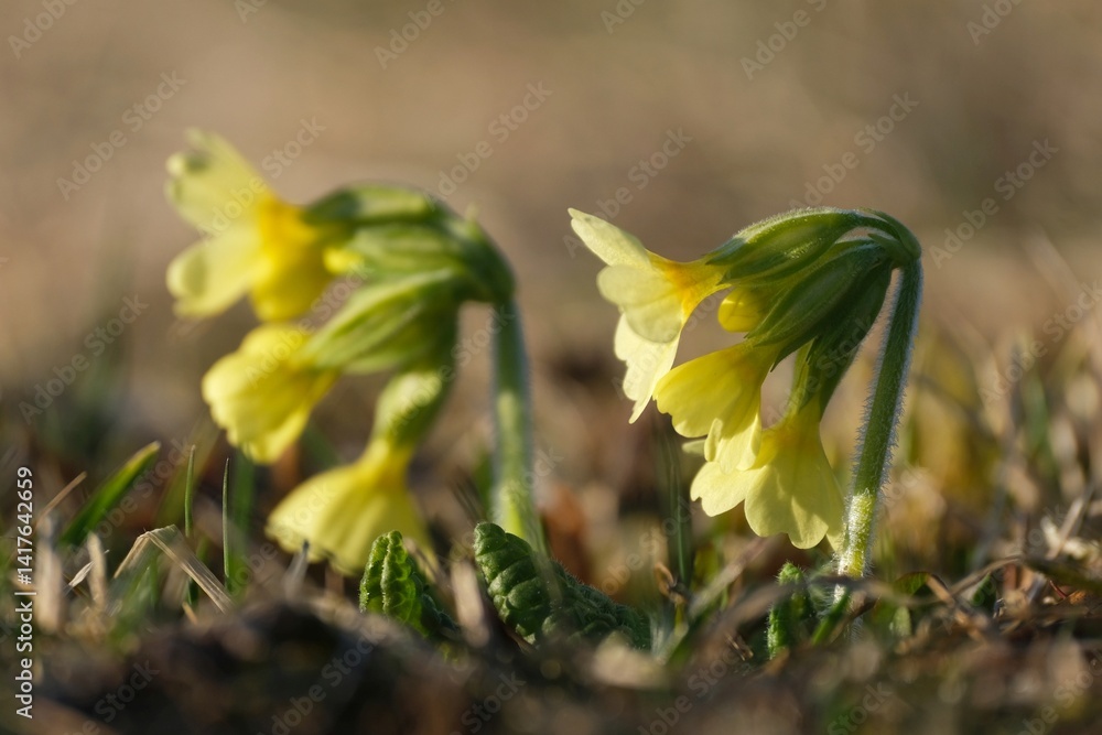 Yellow flowers of Primula elatior, the oxlip (or true oxlip) in Tatras mountains