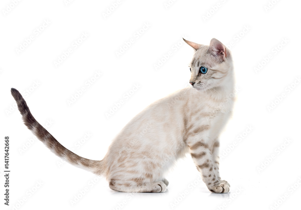 Naklejka premium bengal kitten in studio