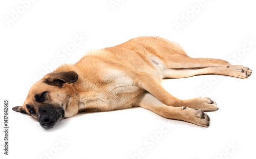 Spanish Mastiff in studio