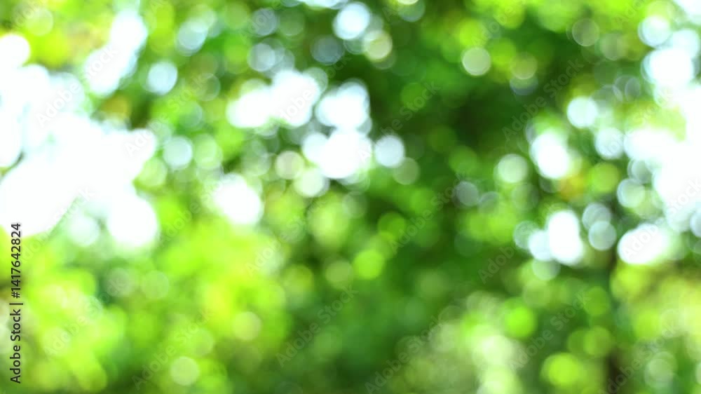 Video Abstract Bokeh Background of Lush Green Leaves Video Abstract Bokeh Background of Lush Green Leaves