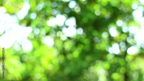 Video Abstract Bokeh Background of Lush Green Leaves