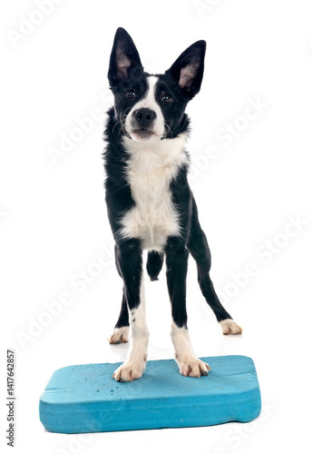 Фотография puppy border collie