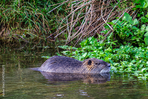 Nutria