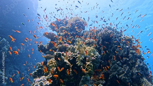 Photography Underwater view of the coral reef, Tropical waters, Marine life