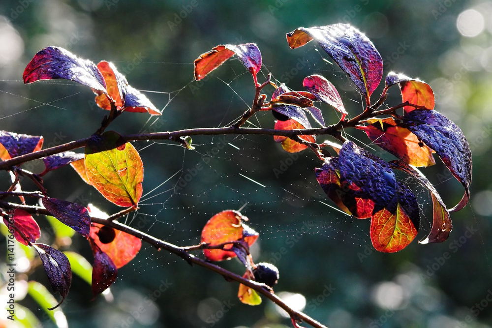Branch of Cotoneaster lucidus with dew on a web at autunm morning