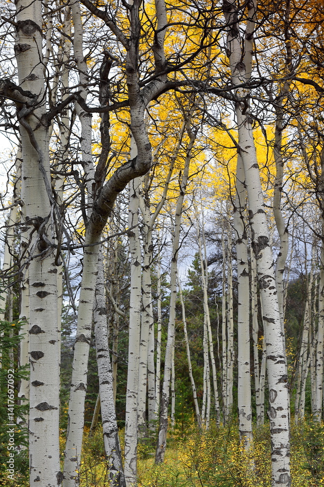 Fototapeta premium Quaking aspen trees interspersed with some conifers, forest along the Pyramid Lake Beach Road, Pyramid Lake south shore. Jasper NP-Alberta-Canada-144