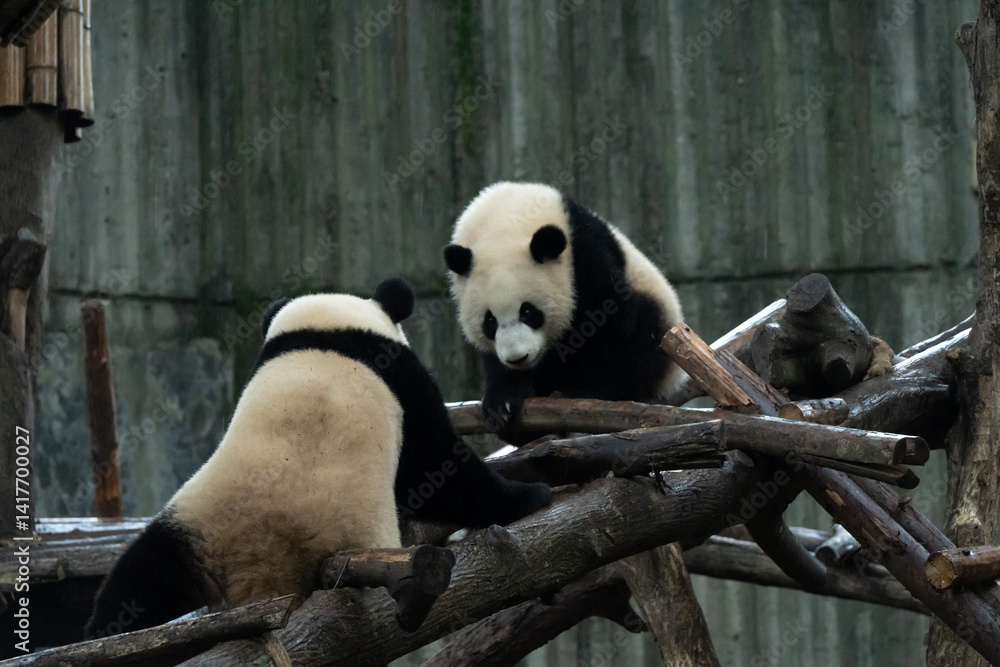 Fototapeta premium The young panda Beixia Jiran is playing and frolicking at the Panda Base in Chengdu, Sichuan Province