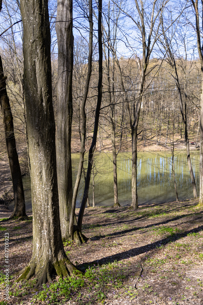 Obraz premium Spring landscape in the forest