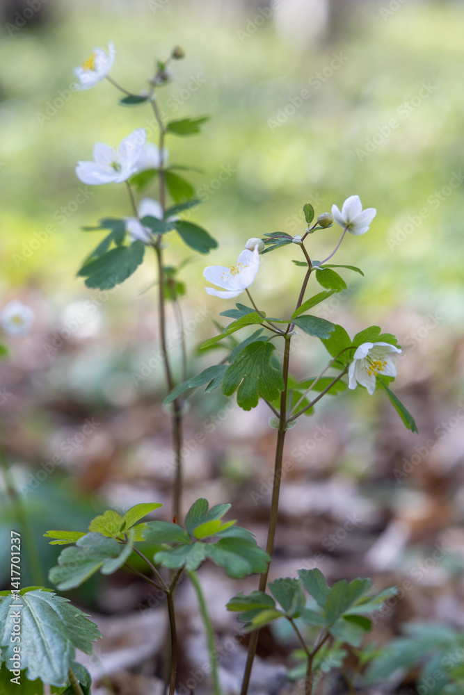 White flowers in the spring forest White flowers in the spring forest