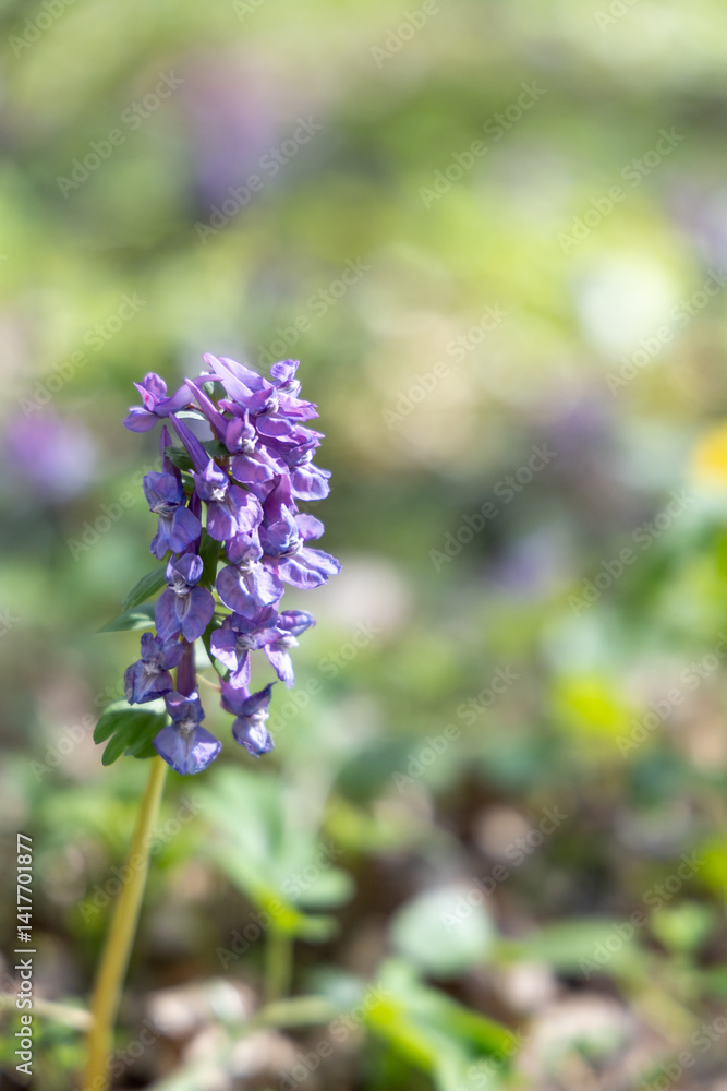 Purple flower in the spring forest Purple flower in the spring forest