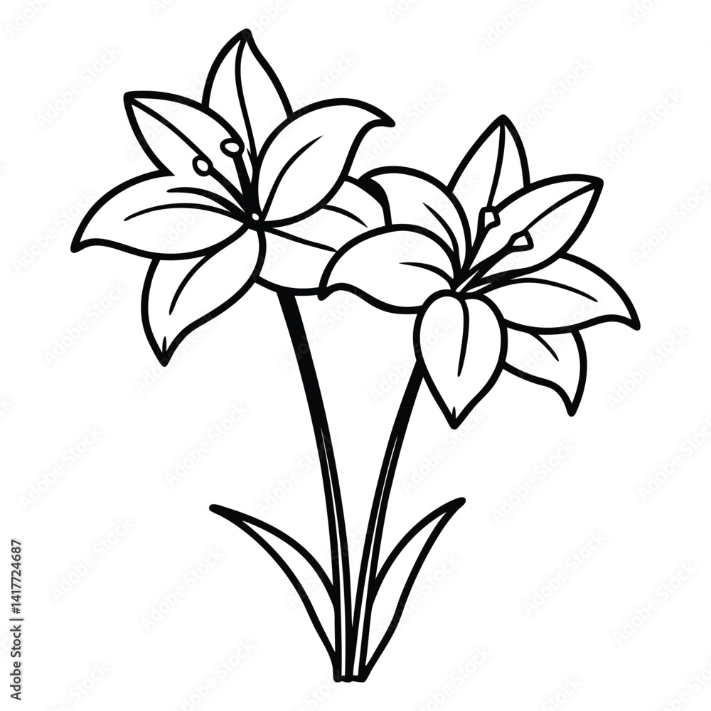 White amaryllis flowers line art vector on white background White amaryllis flowers line art vector on white background