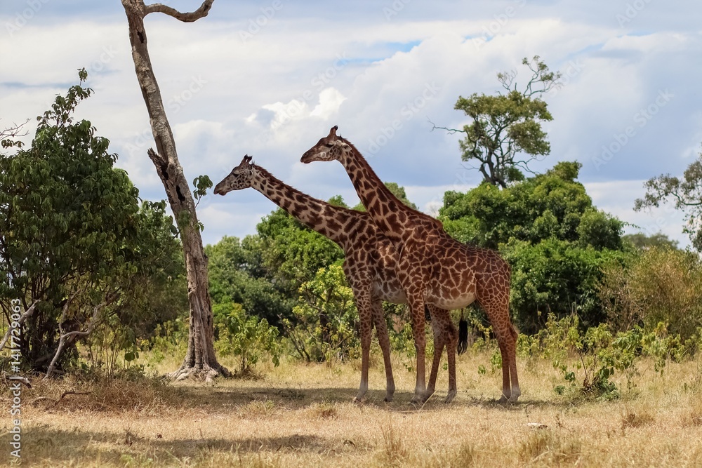 Fototapeta premium Couple of giraffes standing together in the african savannah