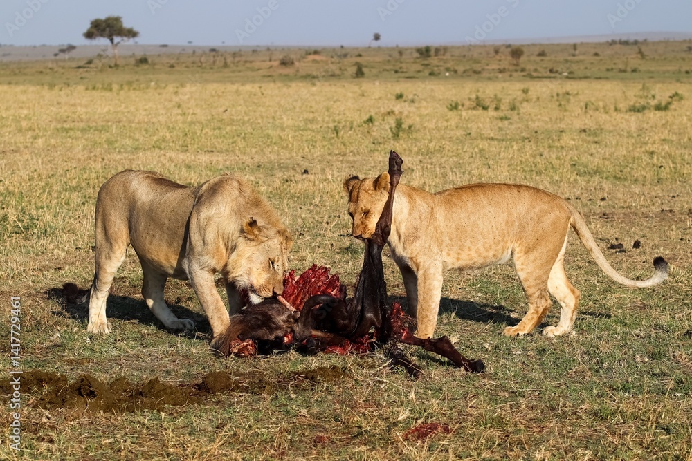 Lions eating wildebeest carcass in Masai Mara National Reserve