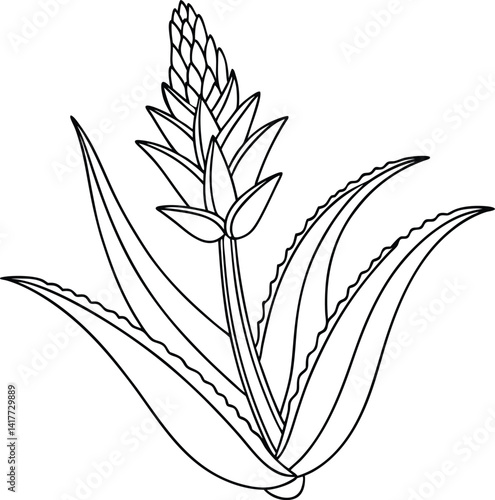 Aloe Vera Plant With Flower Outline Botanical Illustration Medicinal Plant Design