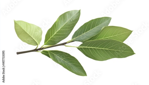 Green leaves on a branch