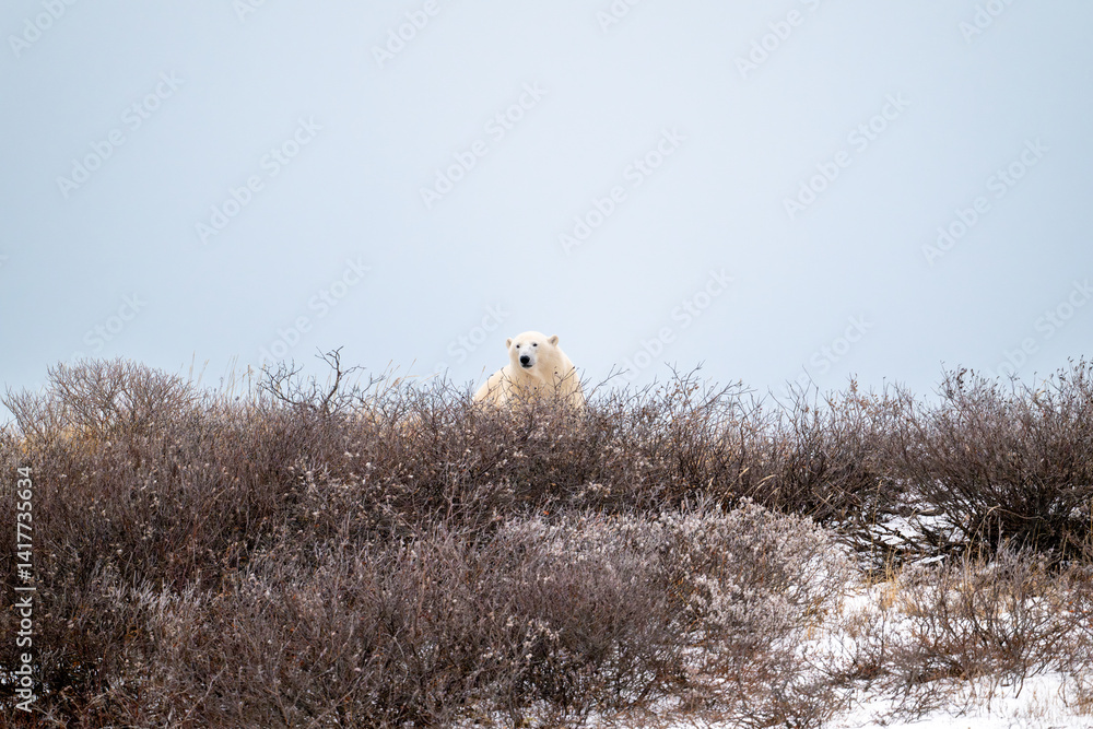 Polar bear on top of a hillside near Churchill, Manitoba