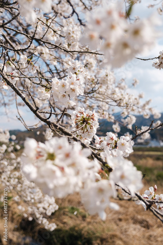 Beautiful cherry blossom (Sakura) in full bloom in spring in Japan, in the Japanese countryside on the island of Shikoku, near the city of Takamatsu