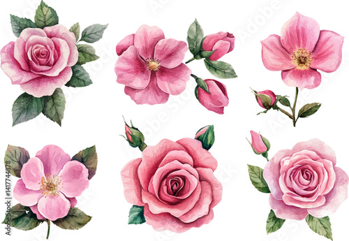 watercolor set of pink roses flowers
