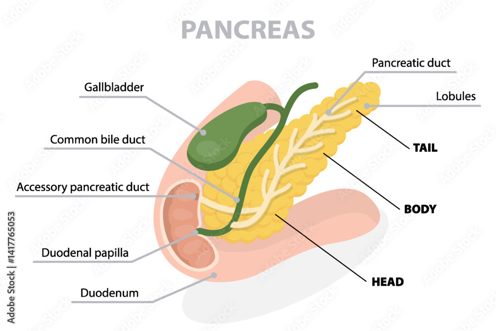Obraz premium Pancreas anatomy drawing with description. Flat vector poster on white background.