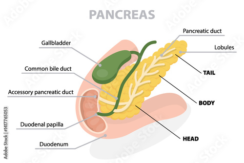 Pancreas anatomy drawing with description. Flat vector poster on white background.