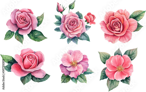 set of pink roses isolated